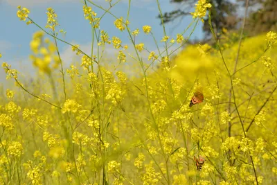 DSC_6426 (Large).JPG